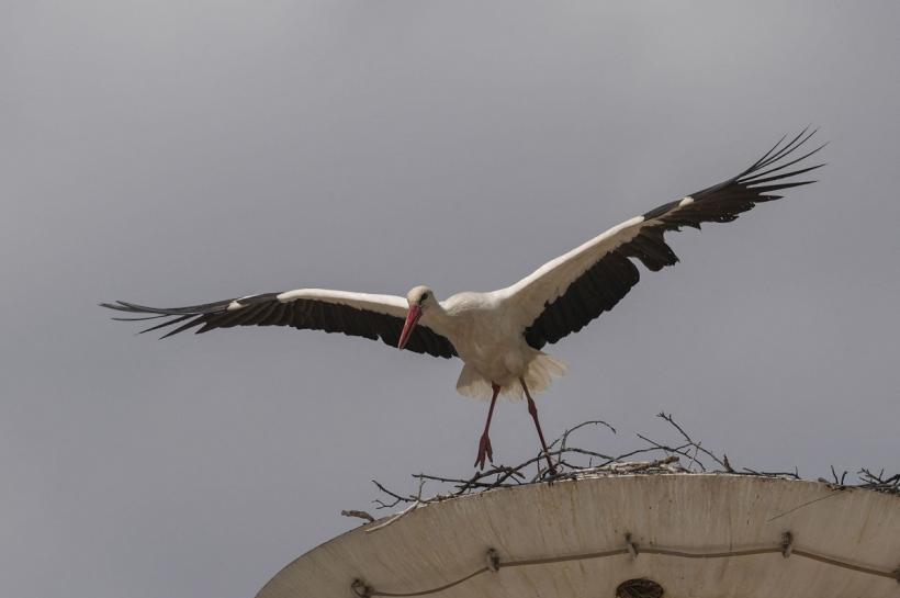 Începe Recensământul internațional al berzelor albe 18902869