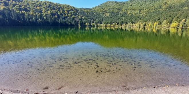 Monument al naturii transformat în dezastru ecologic: Carasul argintiu și Ministerul Mediului distrug Lacul Sfânta Ana 18902979