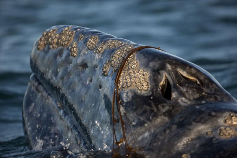 Ecosistemul în pericol. Numărul balenelor cenușii din Pacific s-a redus dramatic în ultimele două decenii 18903547