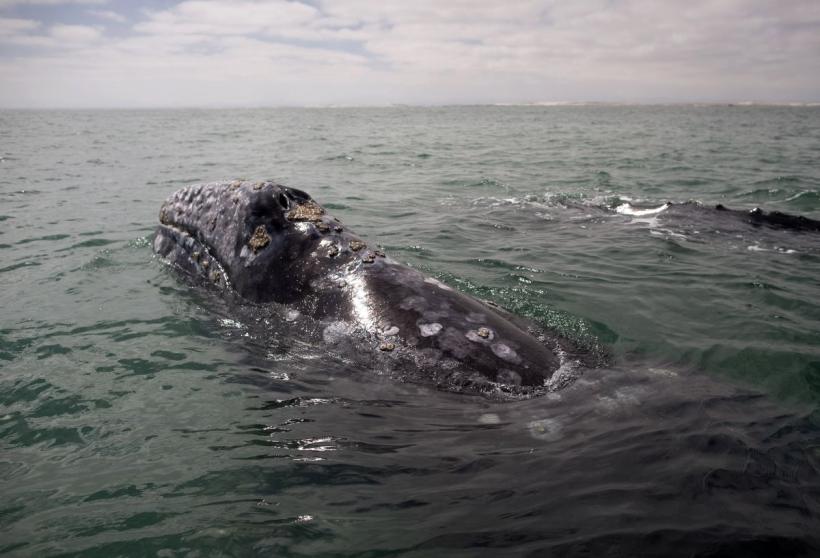 Ecosistemul în pericol. Numărul balenelor cenușii din Pacific s-a redus dramatic în ultimele două decenii