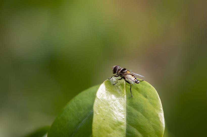7 plante parfumate care resping muștele din grădina ta