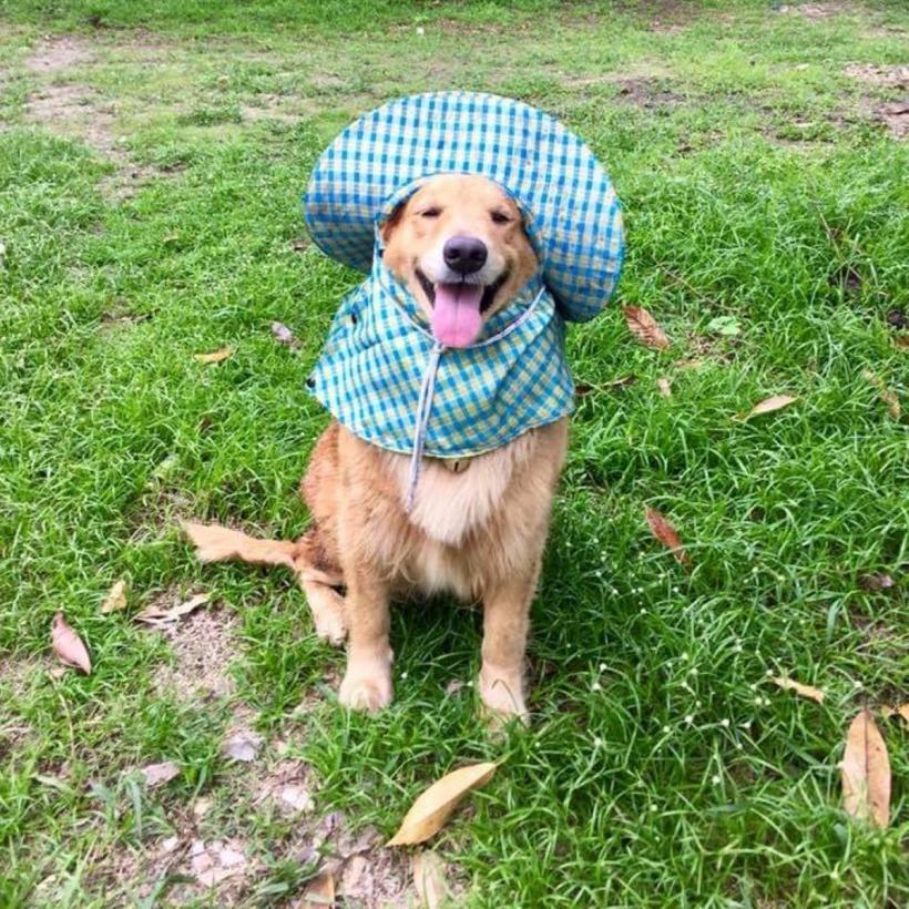 Câinele, cel mai bun prieten al copilului tău. Iată rasele blânde, afectuoase și răbdătoare cu cei mici 18903688