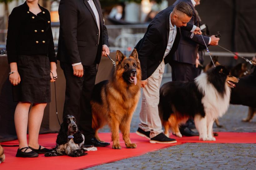 TIFF 2024 a debutat spectaculos 18903856