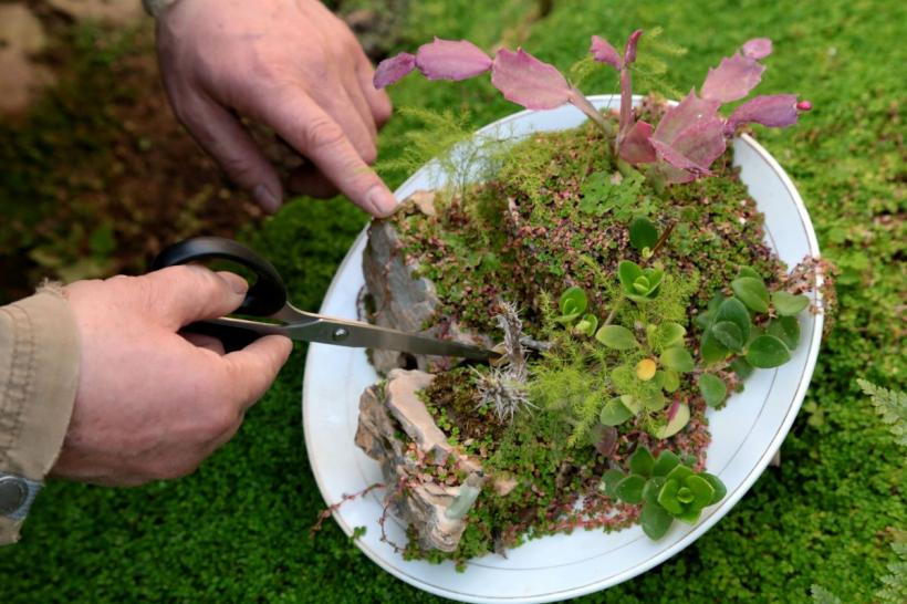 Tot ce trebuie să știi despre bonsai: îngrijirea și întreținerea acestui copac în miniatură 18903880