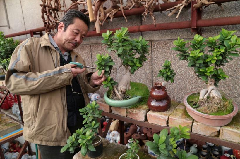 Tot ce trebuie să știi despre bonsai: îngrijirea și întreținerea acestui copac în miniatură 18903881