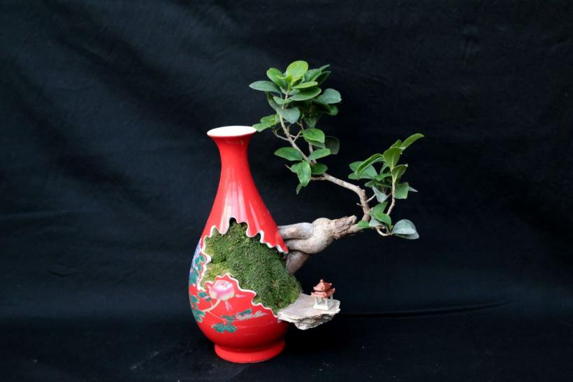 Tot ce trebuie să știi despre bonsai: îngrijirea și întreținerea acestui copac în miniatură 18903882