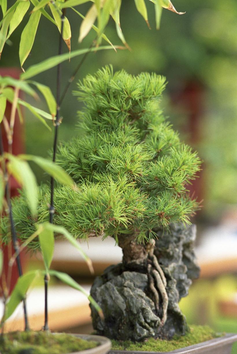 Tot ce trebuie să știi despre bonsai: îngrijirea și întreținerea acestui copac în miniatură 18903883