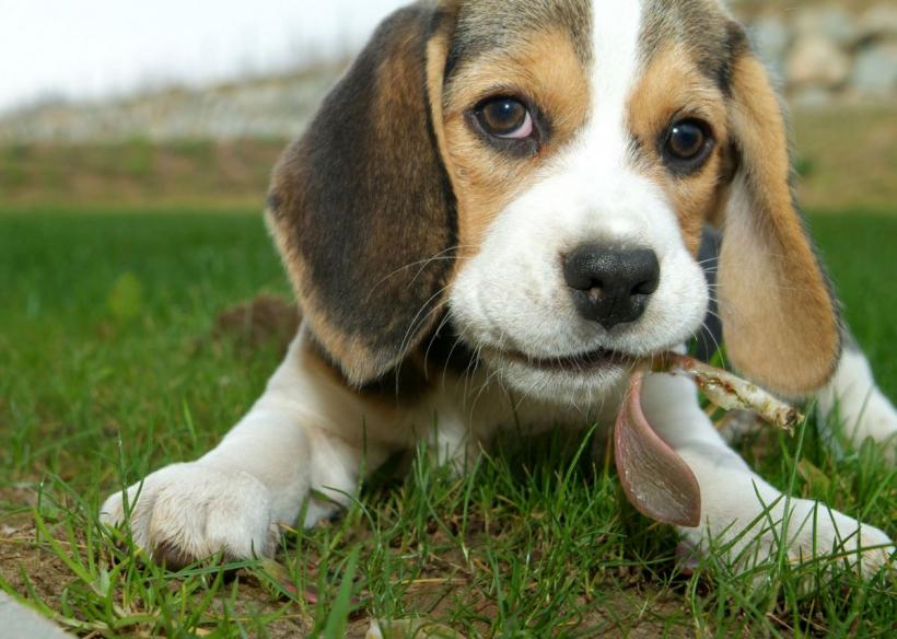 10 cele mai sănătoase rase de câini