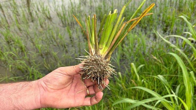 Plantație experimentală de orez îmbunătățit genetic din Italia, vandalizată de persoane necunoscute