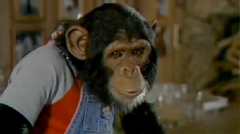 Cimpanzeul lui Michael Jackson are 41 de ani și trăiește o viață idilică în Florida 18904980