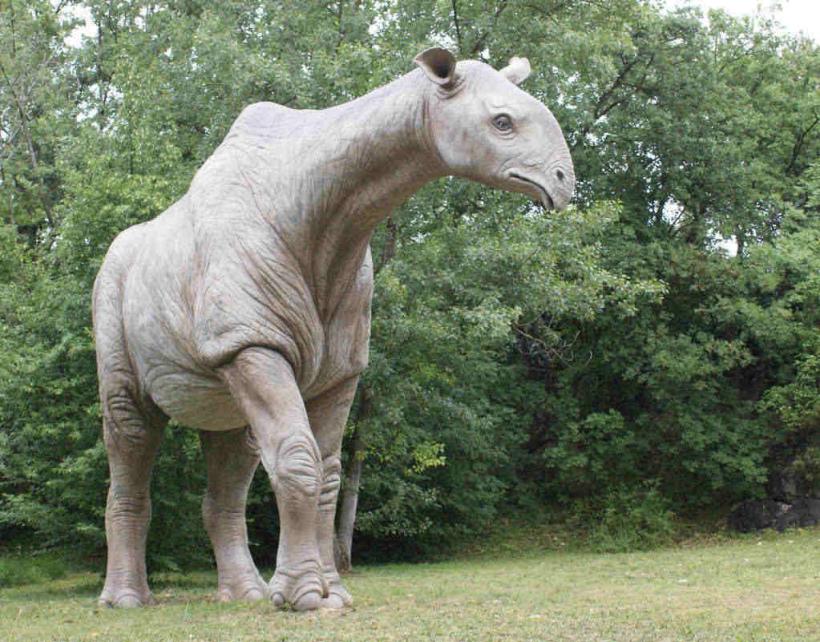 Cel mai mare mamifer terestru din istorie: Paraceratherium, rinocerul gigant fără corn
