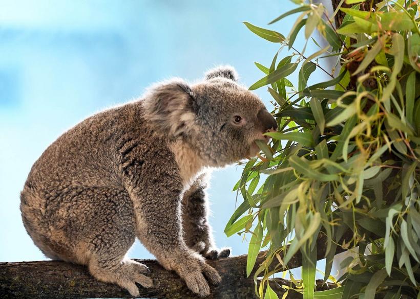 Koala nu mai au voie să fie îmbrățișați de turiști