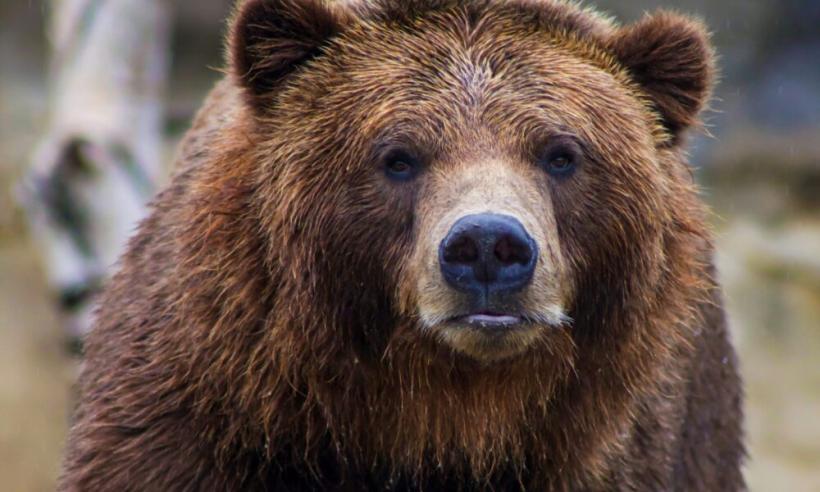 Ursul care a ucis trei căprioare și un emu în Grădina Zoologică din Târgu Mureș a fost împușcat