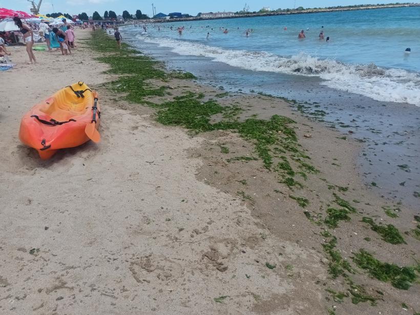 Scandalul „algelor sfinte” din sudul litoralului, lăsate să putrezească: Hotelierii și agențiile de turism acuză Mediul de sabotaj 18906694