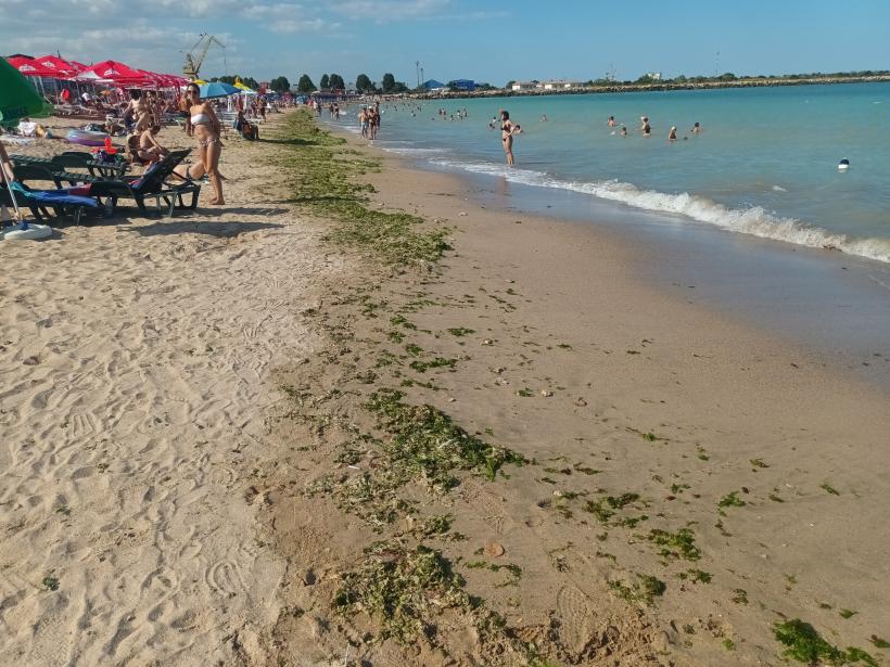 Scandalul „algelor sfinte” din sudul litoralului, lăsate să putrezească: Hotelierii și agențiile de turism acuză Mediul de sabotaj 18906695