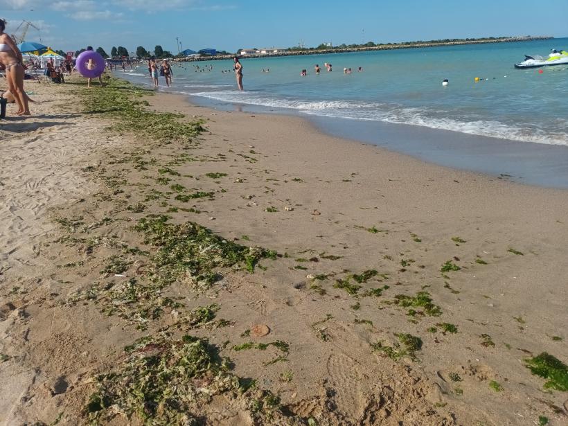 Scandalul „algelor sfinte” din sudul litoralului, lăsate să putrezească: Hotelierii și agențiile de turism acuză Mediul de sabotaj 18906696