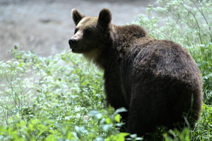 Dosar penal pentru vânătorul care a împușcat ursul care a omorât o fată de 19 ani pe Jepii Mici!