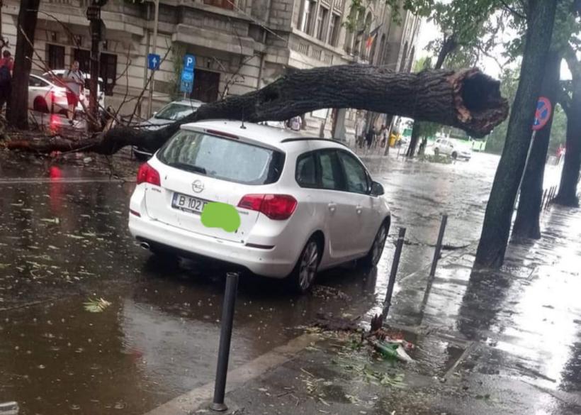 Furtună în București. Mai mulți copaci au fost doborâți. Unul a căzut pe linia de troleu