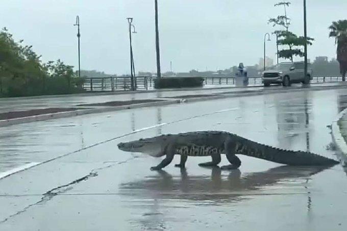 Fenomen straniu: Sute de crocodili enormi au năvălit în orașe după ploile abundente care au lovit Mexicul