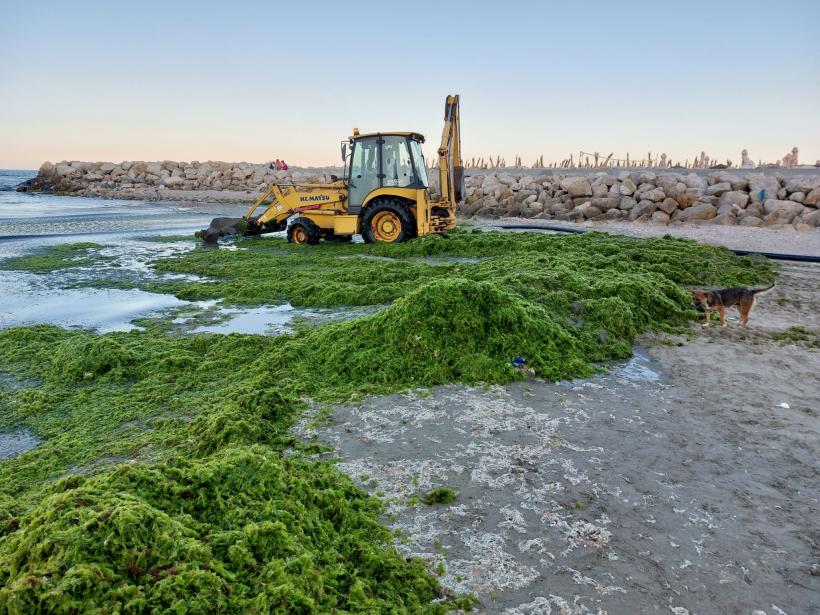 Apele Române dau vina pe caniculă pentru algele de pe litoral