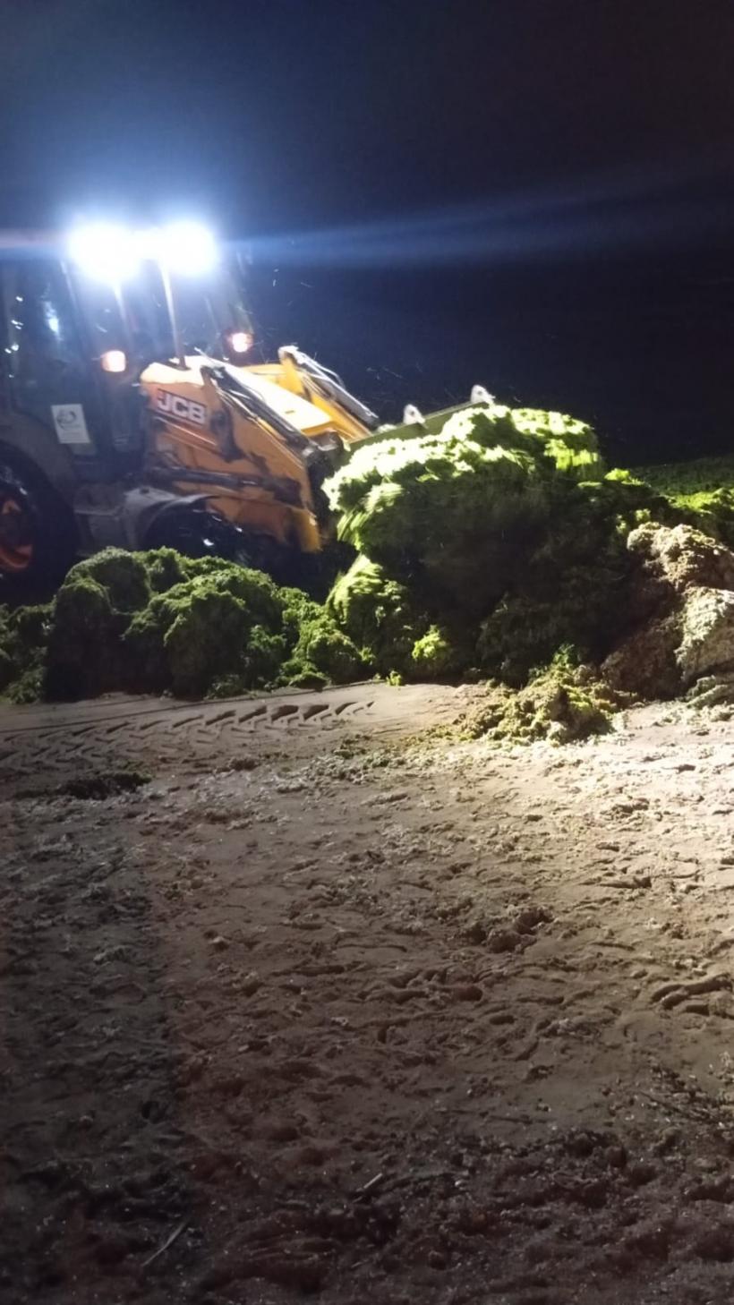 Apele Române dau vina pe caniculă pentru algele de pe litoral 18907566