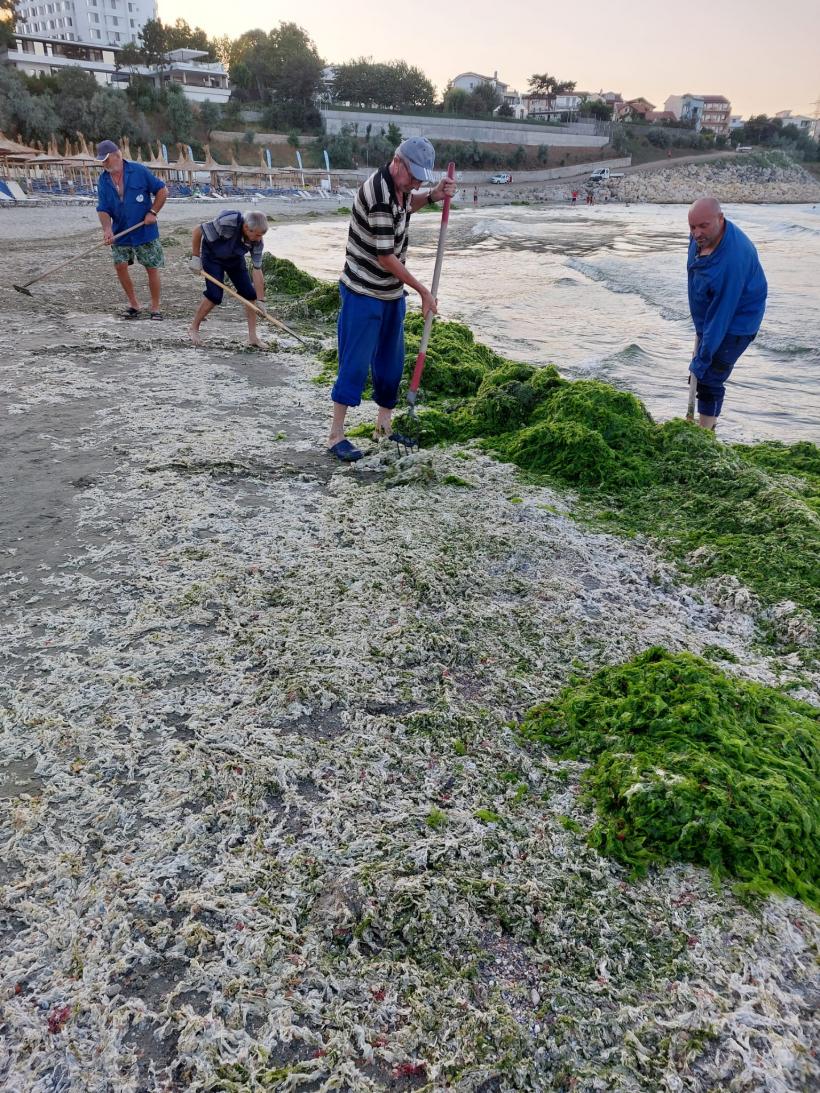 Apele Române dau vina pe caniculă pentru algele de pe litoral 18907569