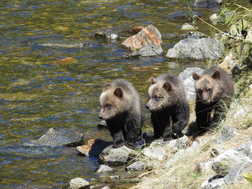 Astăzi se dezbate legea prin care s-ar putea diminua numărul urșilor. Asociația vânătorilor oferă consultanță Parlamentului pentru a se evita infringementul