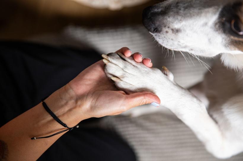 11 rase de câini care formează cele mai puternice legături cu stăpânii lor 18907901