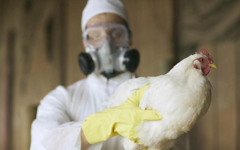 9 cazuri de gripă aviară la oameni într-o fermă din SUA. Care sunt simptomele