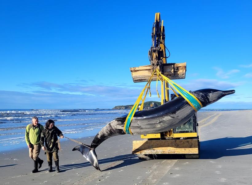 Senzațional! Cea mai rară balenă din lume, găsită pe o plajă din Noua Zeelandă