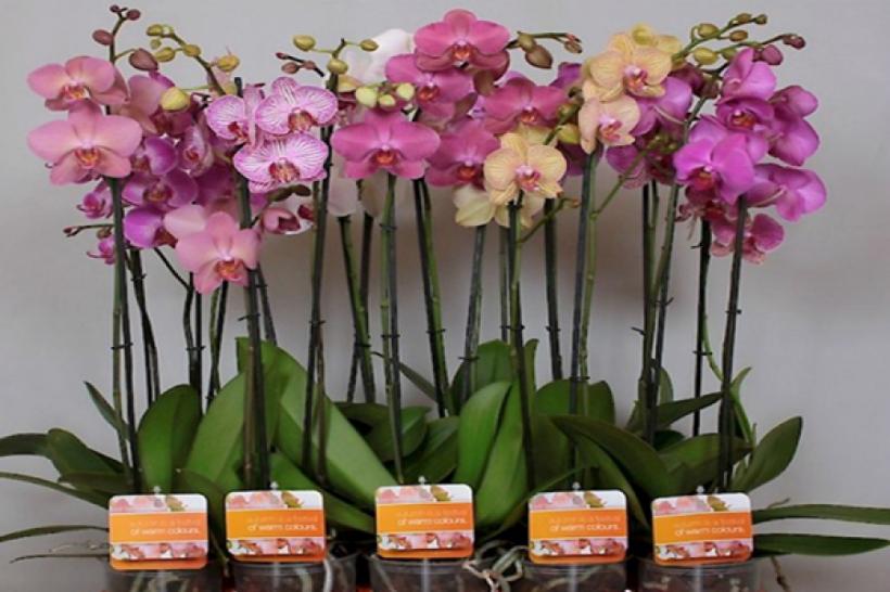 Ingredientul din bucătărie care ajută la înflorirea crinilor și orhideelor 18907903