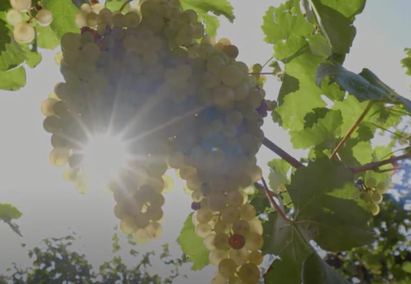 Legenda colinelor Prosecco din Italia, dealurile străvechi unde strugurii se recoltează manual de peste trei secole 18908309