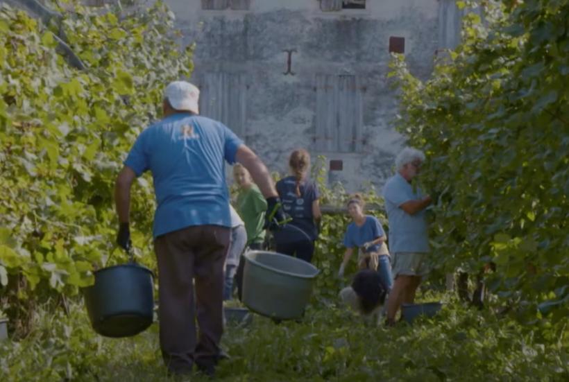 Legenda colinelor Prosecco din Italia, dealurile străvechi unde strugurii se recoltează manual de peste trei secole 18908310