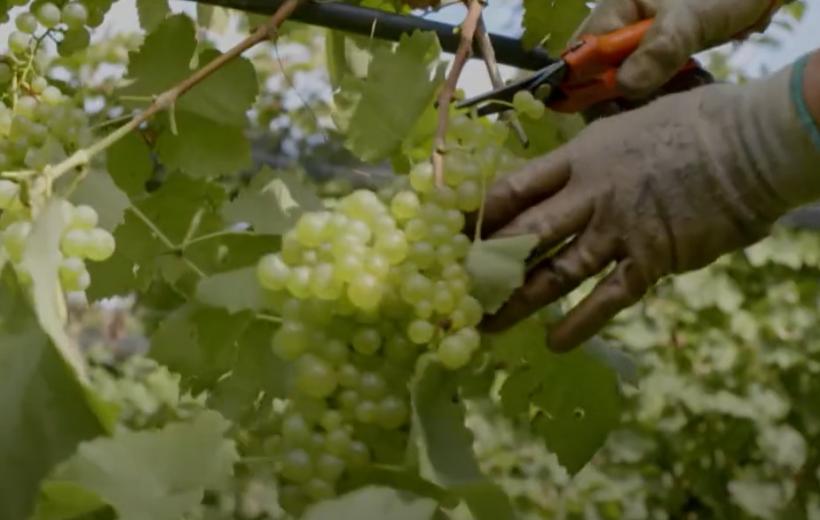 Legenda colinelor Prosecco din Italia, dealurile străvechi unde strugurii se recoltează manual de peste trei secole 18908311