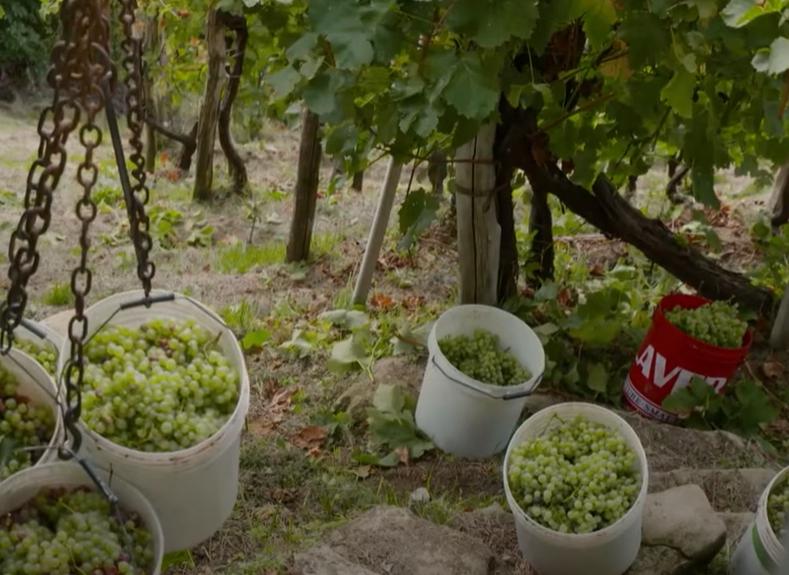 Legenda colinelor Prosecco din Italia, dealurile străvechi unde strugurii se recoltează manual de peste trei secole 18908312
