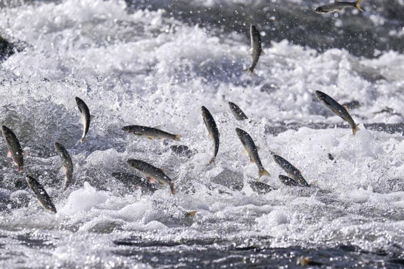 Pericolul din farfurie. Organismele peștilor invadate de microplastice