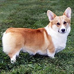 Suferi de anxietate? Aceste 10 rase de câini oferă sprijin emoțional în momentele dificile 18908444