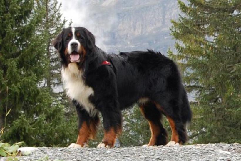 Suferi de anxietate? Aceste 10 rase de câini oferă sprijin emoțional în momentele dificile 18908445