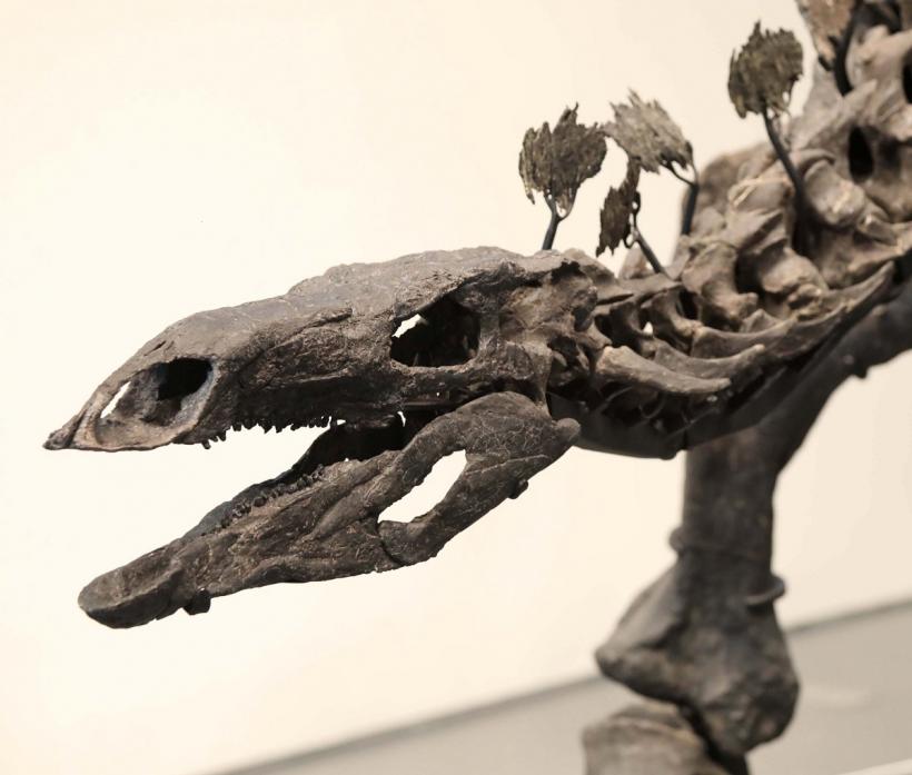 Fosilă de dinozaur extrem de bine conservată, de 200 de milioane de ani, descoperită în Brazilia