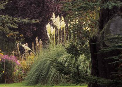 Tot ce trebuie să știi despre spectaculoasa iarbă de Pampas, planta care a cucerit grădinile românilor 18908633