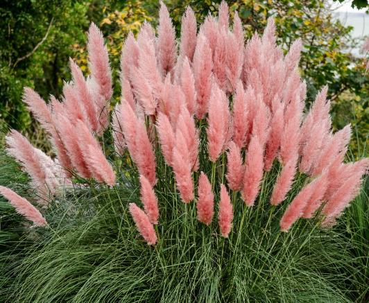 Tot ce trebuie să știi despre spectaculoasa iarbă de Pampas, planta care a cucerit grădinile românilor 18908634