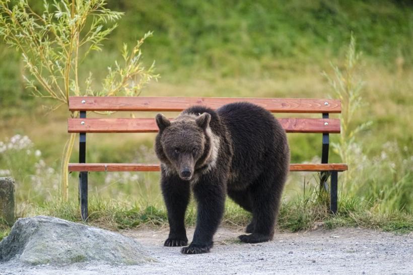 Un urs a fost văzut în localitatea Cetatea de Baltă din Alba. S-a transmis un avertisement prin RO-Alert