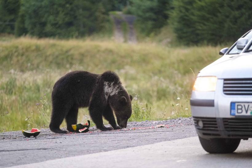 Polițiștii rutieri din Sibiu au dat nas în nas cu un urs, pe Transfăgărășan