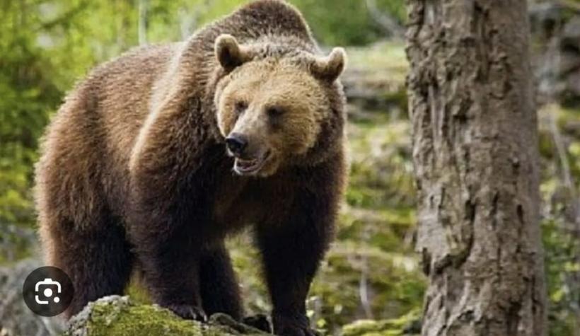 Bărbat atacat de urs în județul Bistrița-Năsăud