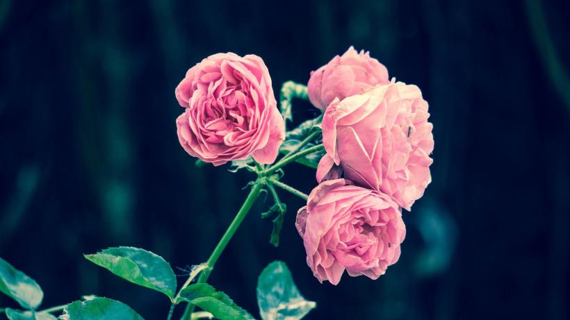 4 moduri naturale de fertilizare a trandafirilor din grădina ta