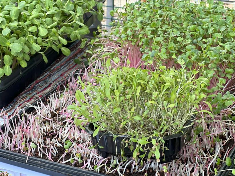 Extraordinara poveste a brăileanului supranumit "Degete Verzi" care face afaceri din microplante, „bombele” cu vitamine 18909382