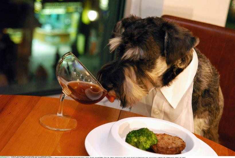 Câinii perfecți pentru viața în apartament: Alegerea ideală pentru un spațiu mic 18909343