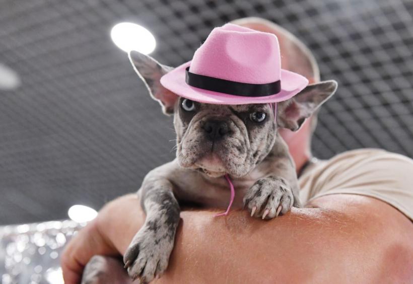 Câinii perfecți pentru viața în apartament: Alegerea ideală pentru un spațiu mic 18909344