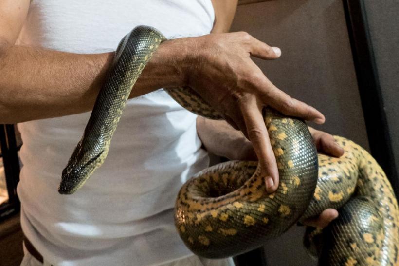 Aceștia sunt cei mai periculoși șerpi de pe planetă