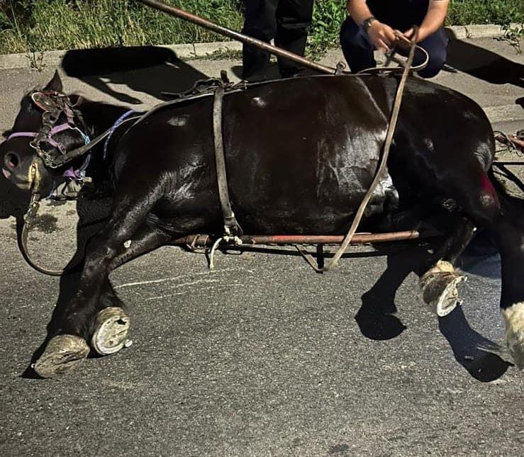 Cal în agonie, salvat de polițiștii gorjeni